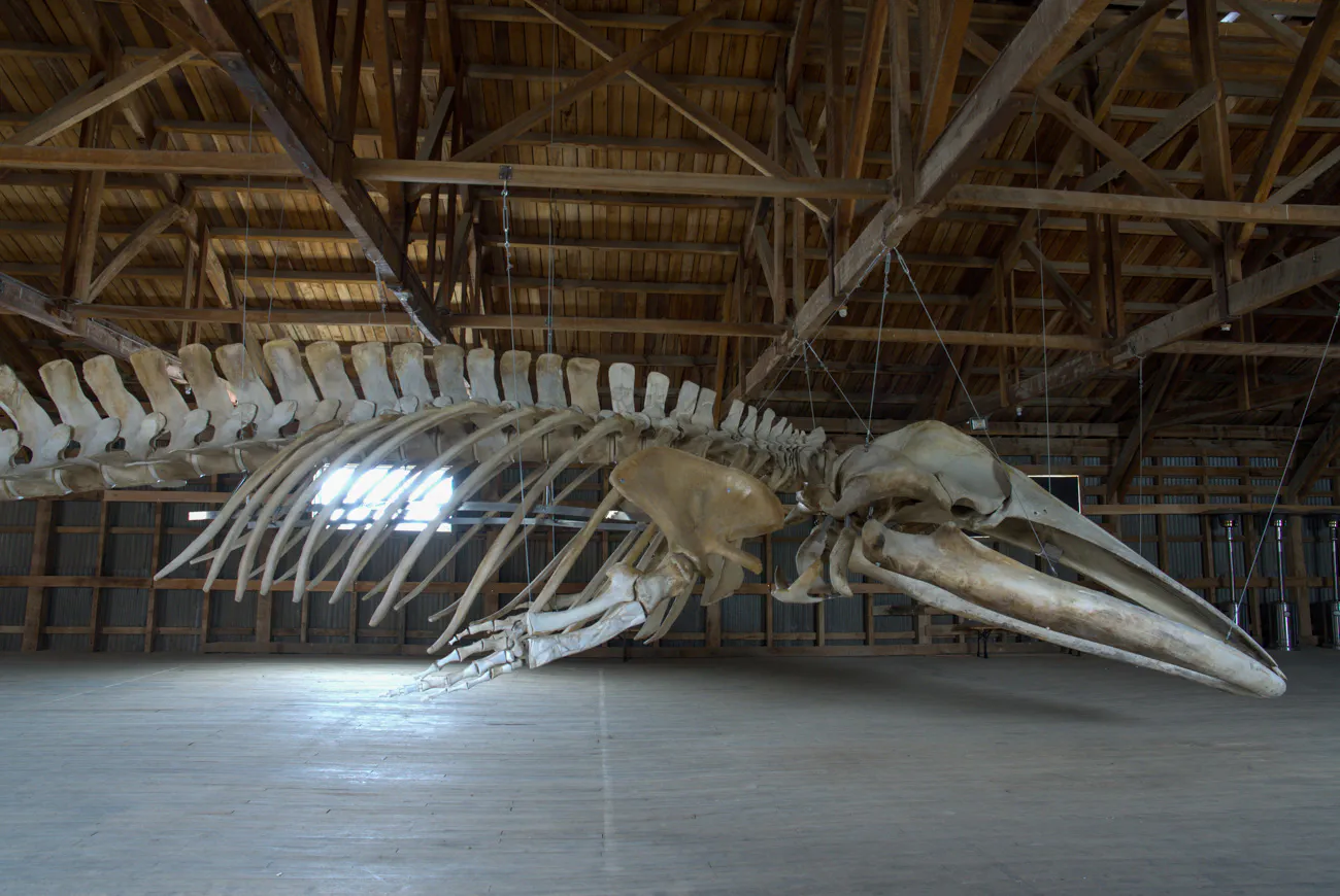 MHNRS-Cetaceos-11