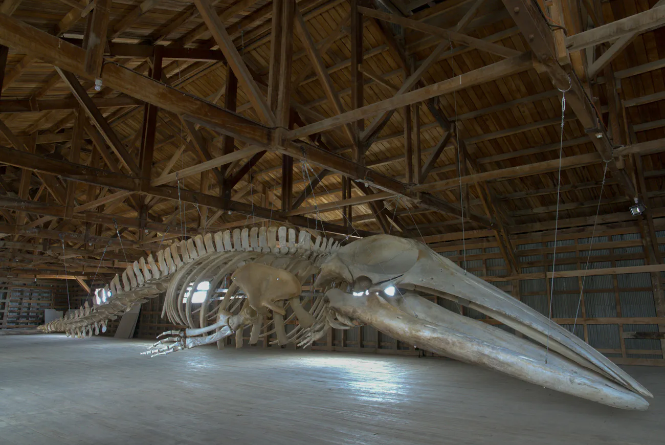MHNRS-Cetaceos-12