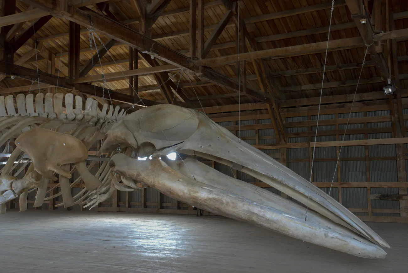 MHNRS-Cetaceos-13