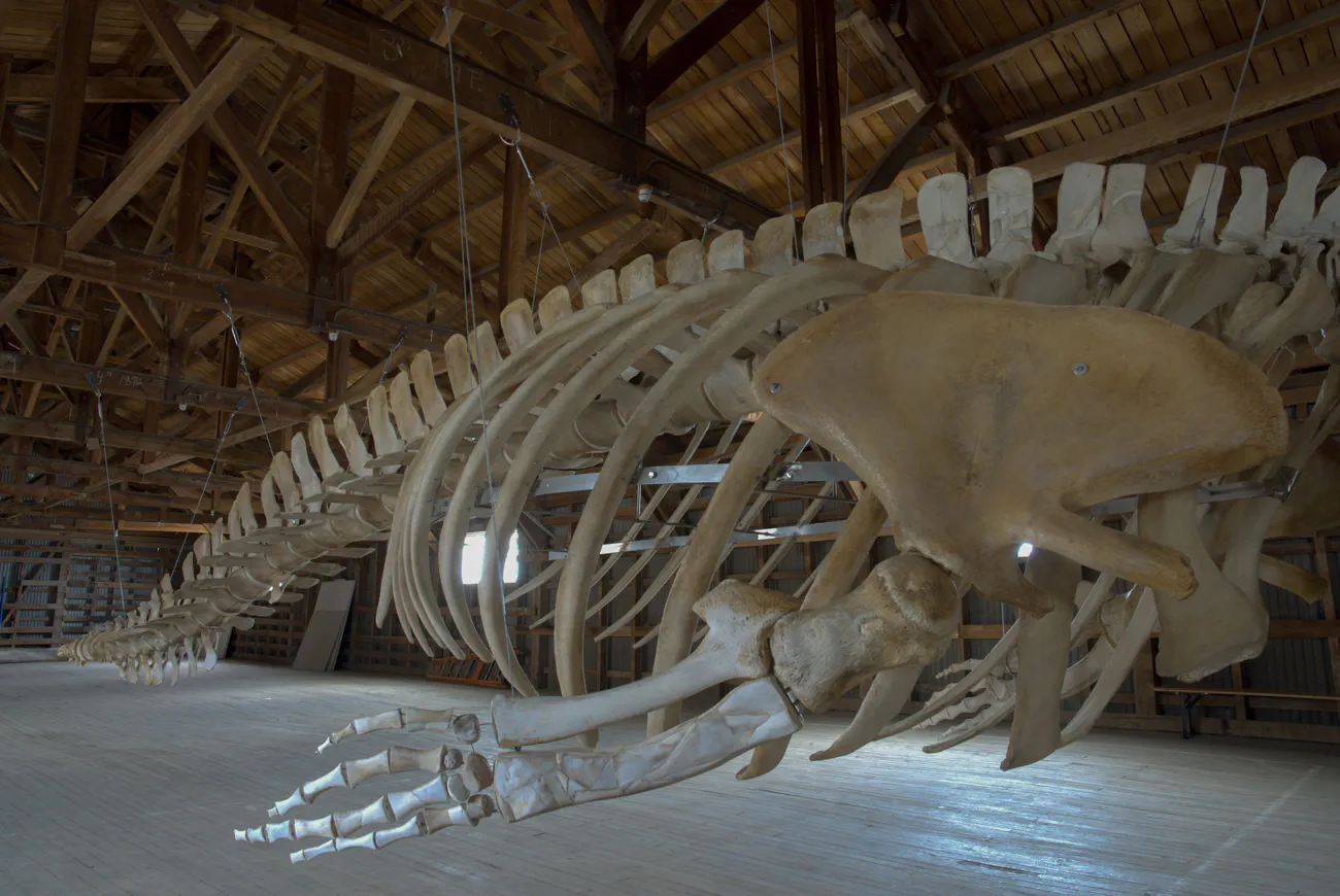 MHNRS-Cetaceos-15