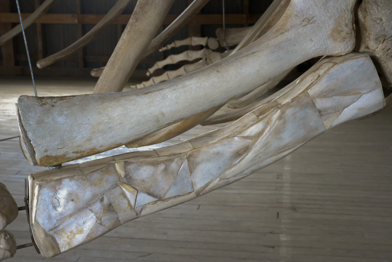 MHNRS-Cetaceos-16