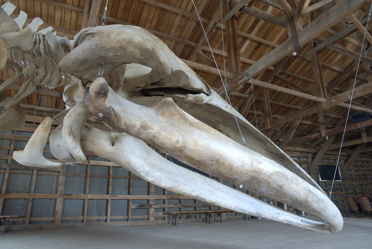 MHNRS-Cetaceos-18
