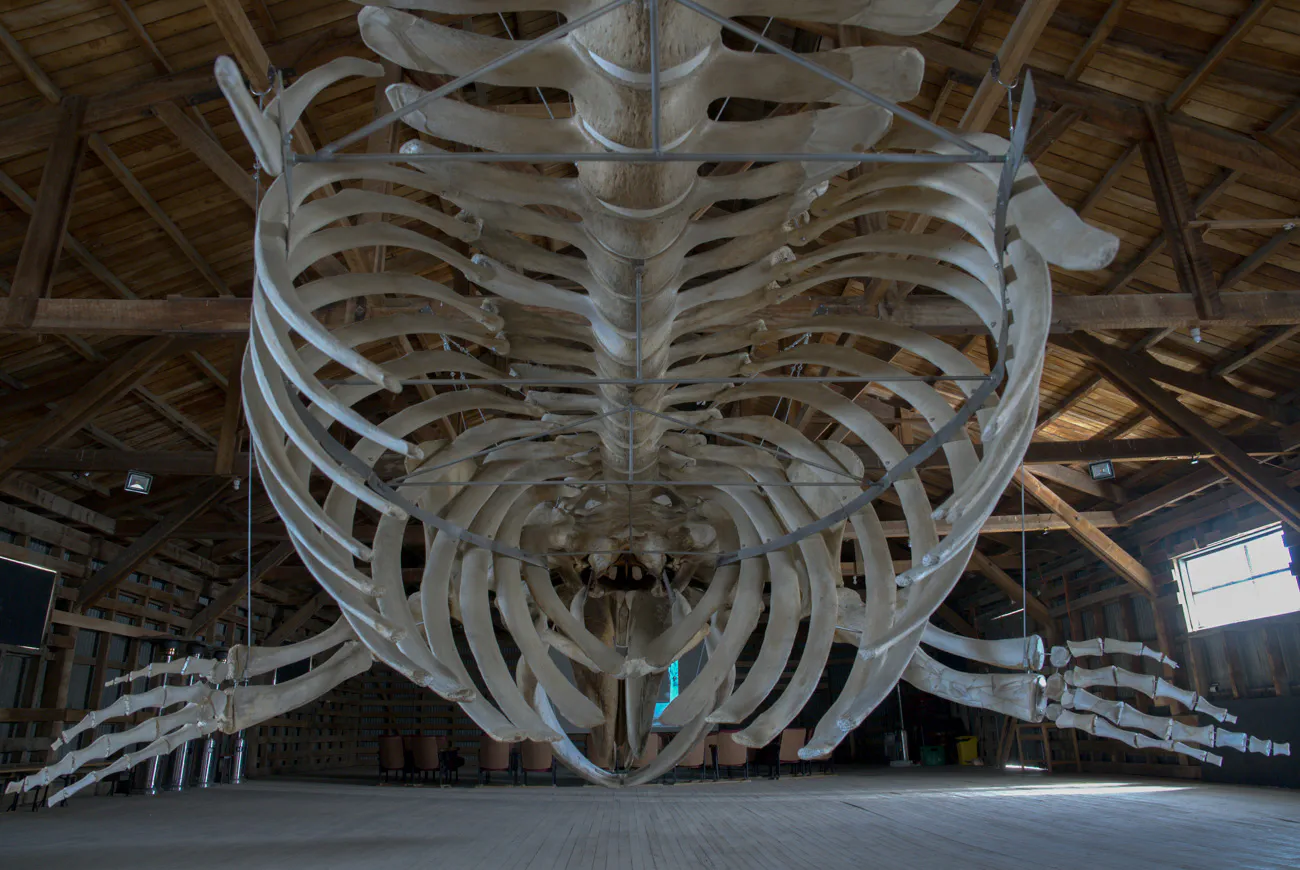 MHNRS-Cetaceos-28