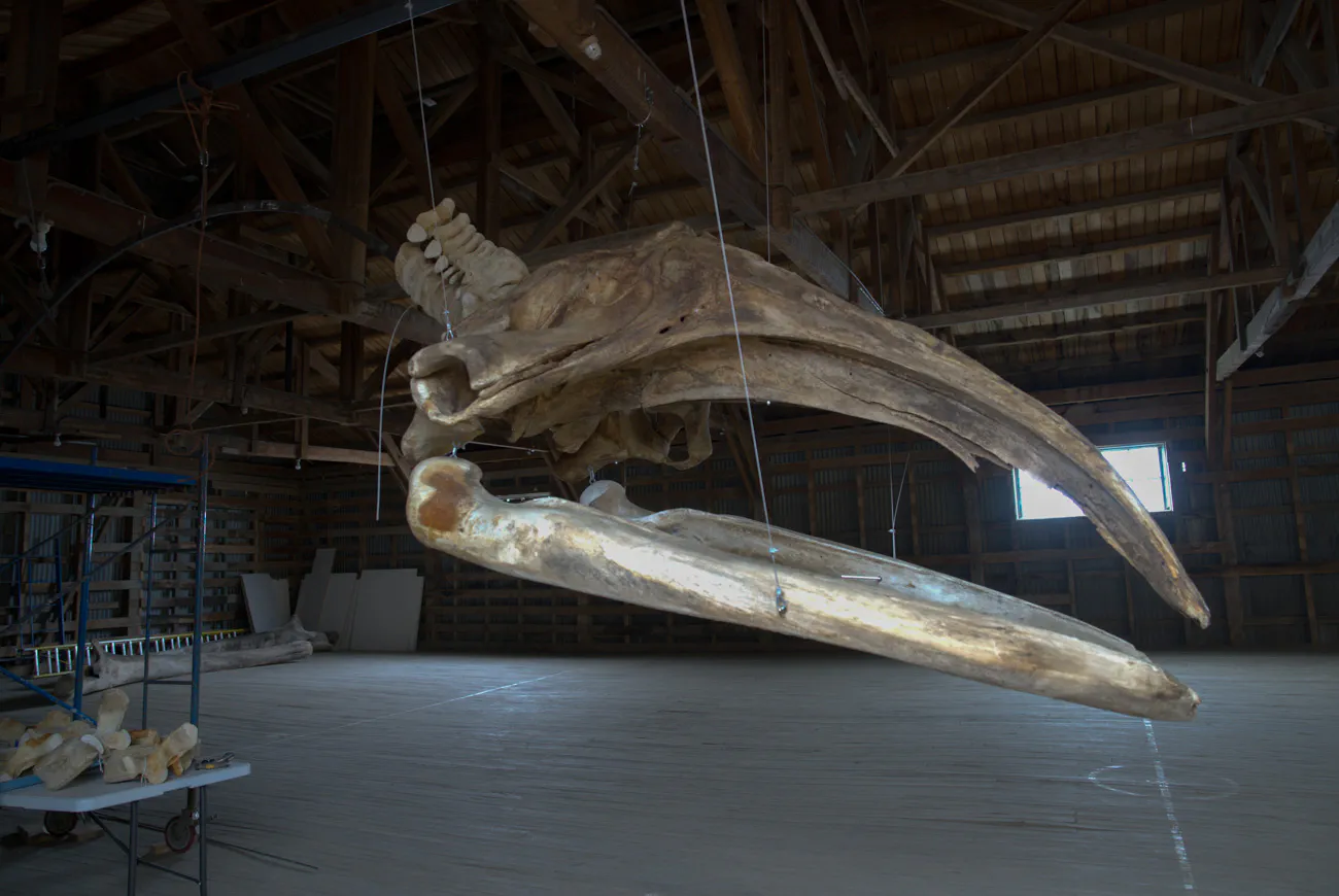 MHNRS-Cetaceos-31
