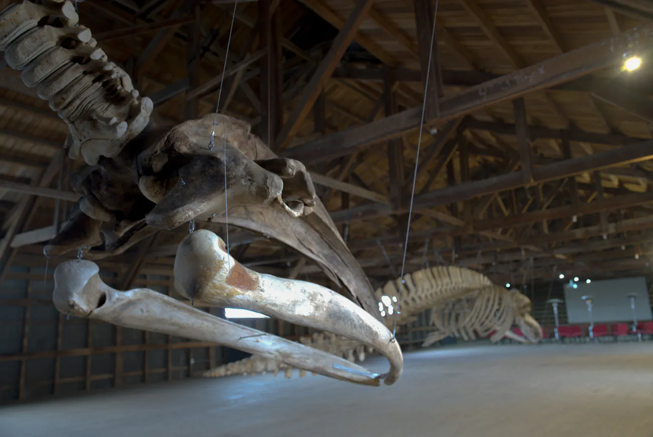 MHNRS-Cetaceos-34