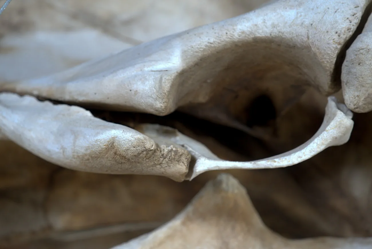 MHNRS-Cetaceos-37