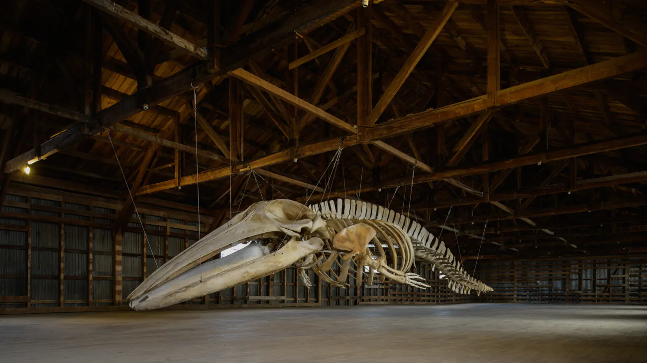 MHNRS-Cetaceos-6
