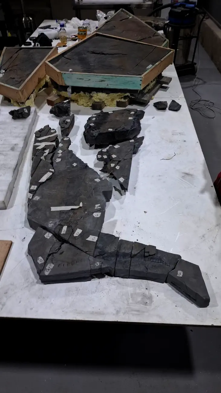 MHNRS-laboratorio-paleontologico_13