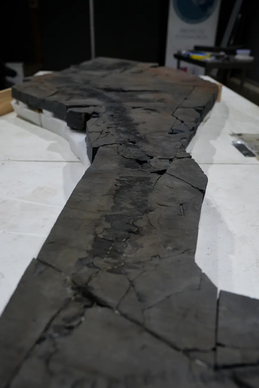 MHNRS-laboratorio-paleontologico_16