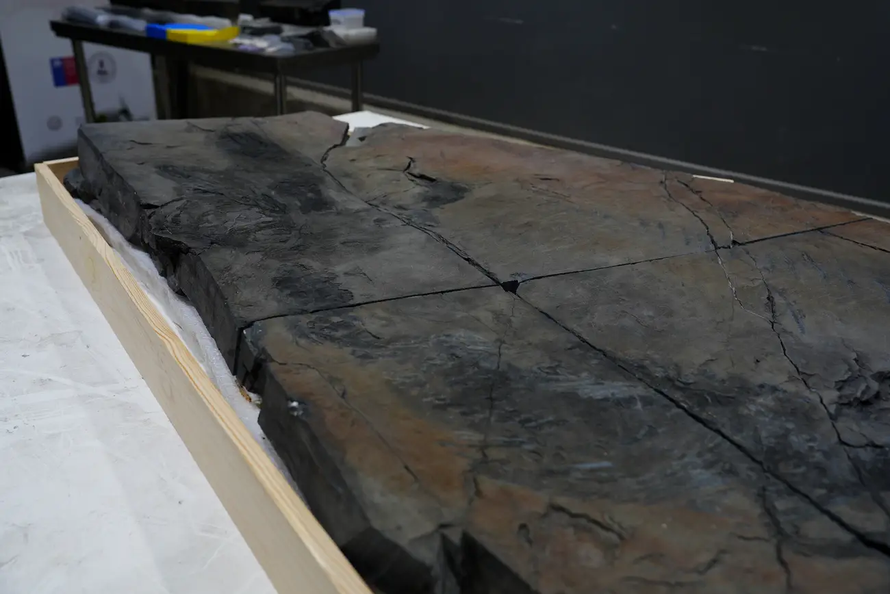 MHNRS-laboratorio-paleontologico_17