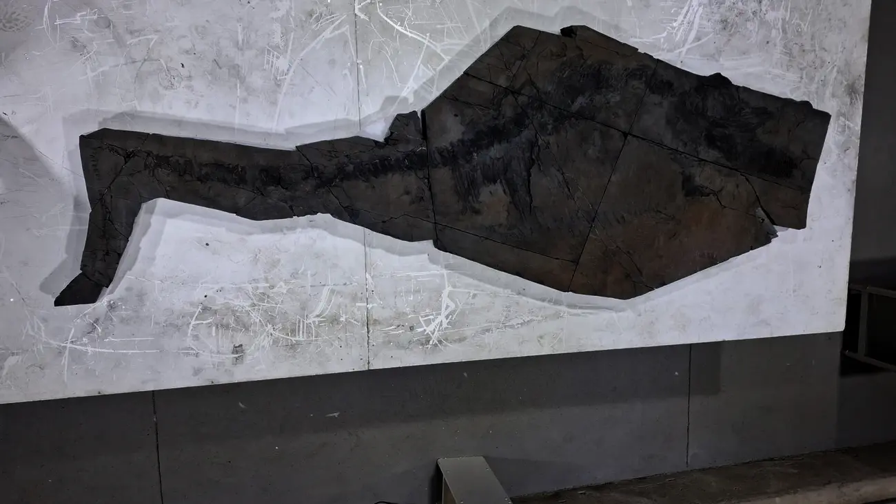 MHNRS-laboratorio-paleontologico_2